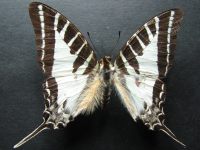 Graphium aristeus parmatus - Adult